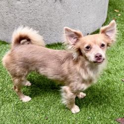 Shelter Stray Male Dog last seen , CA , Oakland, CA 94601