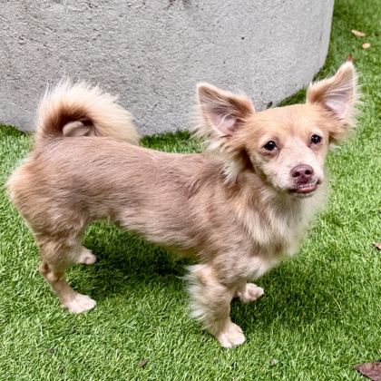 Shelter Stray Male Dog last seen , CA , Oakland, CA 94601