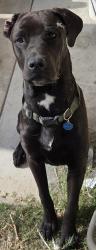 Lost Male Dog last seen sunland, Los Angeles, CA 91352