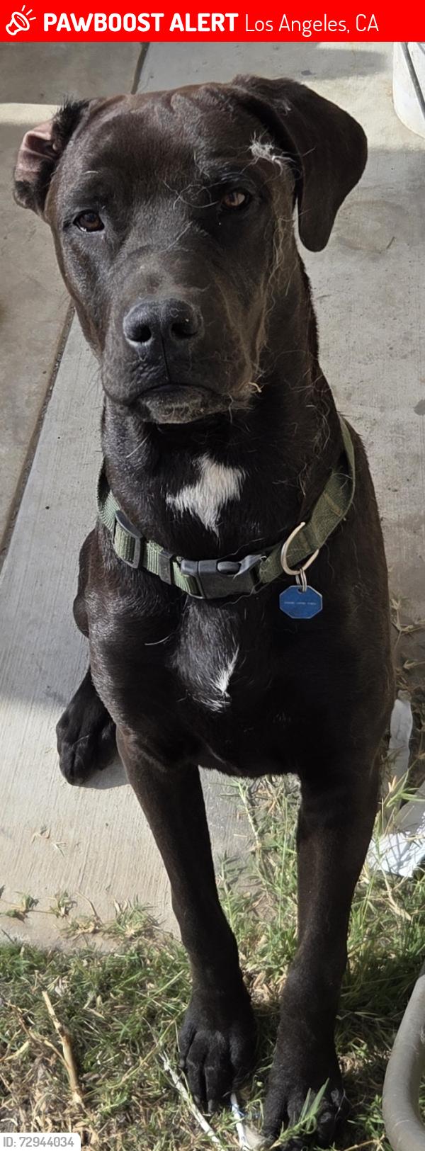 Lost Male Dog last seen sunland, Los Angeles, CA 91352