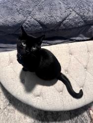 Lost Male Cat last seen Three Hearts Trl, Cheyenne, WY 82001
