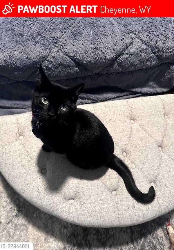 Lost Male Cat last seen Three Hearts Trl, Cheyenne, WY 82001