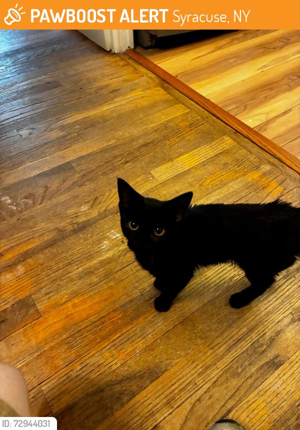 Found/Stray Unknown Cat last seen Solvay high school, Syracuse, NY 13209