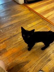 Found/Stray Unknown Cat last seen Solvay high school, Syracuse, NY 13209