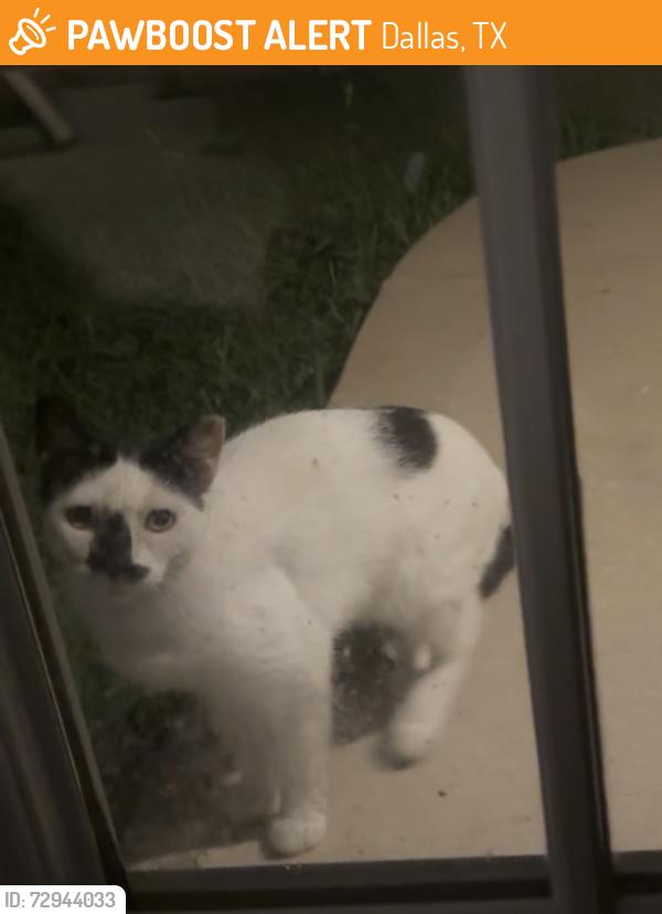 Found/Stray Unknown Cat last seen Military and Wilbarger, Dallas, TX 75227