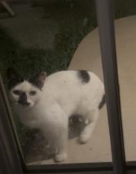 Found/Stray Unknown Cat last seen Military and Wilbarger, Dallas, TX 75227