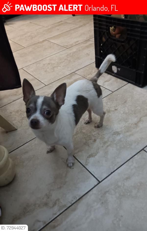Lost Male Dog last seen Kalmia Dr, Orlando, FL 32807