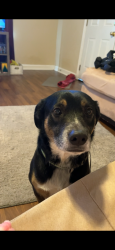 Reunited Male Dog last seen Last seen at home , Woodville, AL 35776