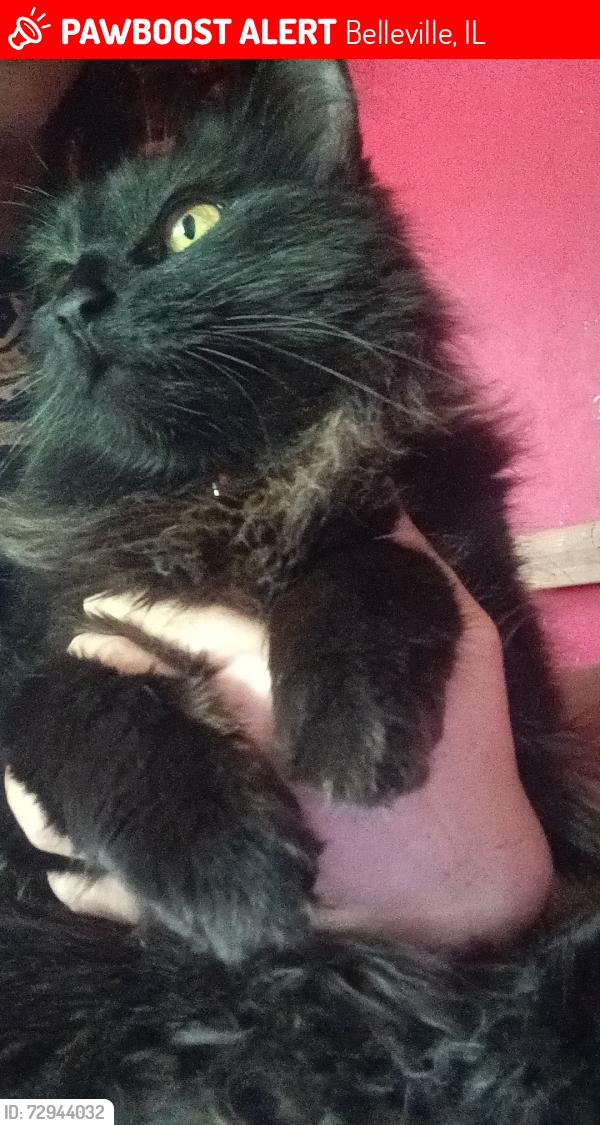 Lost Female Cat last seen North 48th Street , Belleville, IL 62226