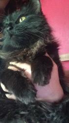 Lost Female Cat last seen North 48th Street , Belleville, IL 62226