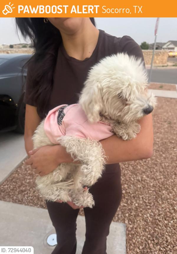 Found/Stray Female Dog last seen Amber valley rd and cyan valley rd, Socorro, TX 79927