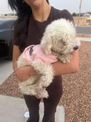 Found/Stray Female Dog last seen Amber valley rd and cyan valley rd, Socorro, TX 79927