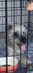 Reunited Unknown Dog last seen N Bullard Ave, Goodyear, AZ 85395