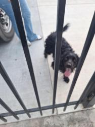Reunited Male Dog last seen Stretch drive. Riverbank , Riverbank, CA 95367