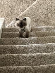 Reunited Male Cat last seen Near park on Boulder Rock Pl, Menifee, CA 92585