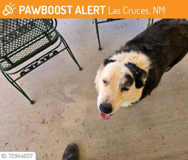 Found/Stray Female Dog last seen Dunn and Cortez, Las Cruces, NM 88011