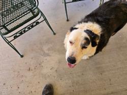 Found/Stray Female Dog last seen Dunn and Cortez, Las Cruces, NM 88011