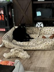 Reunited Female Cat last seen Shallowford Rd, Roswell, GA 30075
