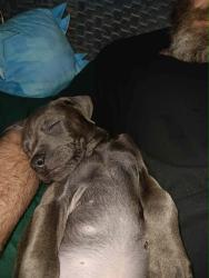 Lost Male Dog last seen Near Vindale Drive Charleston WV 25311, Charleston, WV 25311