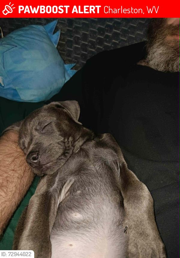 Lost Male Dog last seen Near Vindale Drive Charleston WV 25311, Charleston, WV 25311