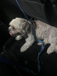 Found/Stray Male Dog last seen McCormick rd under 429, Apopka, FL 32703
