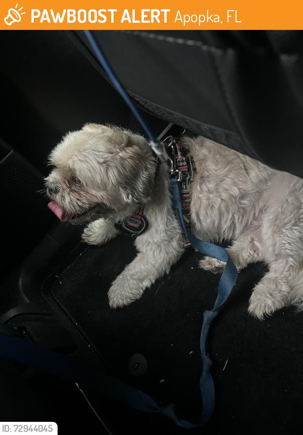 Found/Stray Male Dog last seen McCormick rd under 429, Apopka, FL 32703