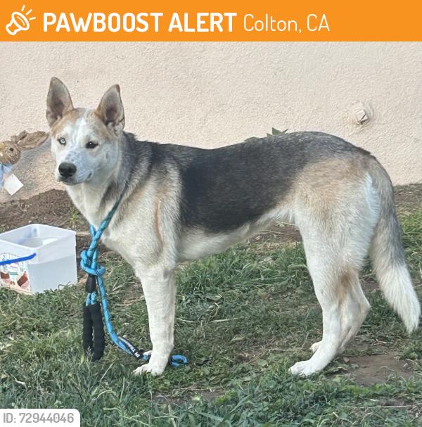 Found/Stray Female Dog last seen Barton road & S LaCadena Drive, Colton, CA 92324