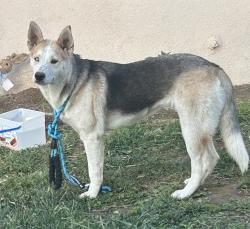 Found/Stray Female Dog last seen Barton road & S LaCadena Drive, Colton, CA 92324