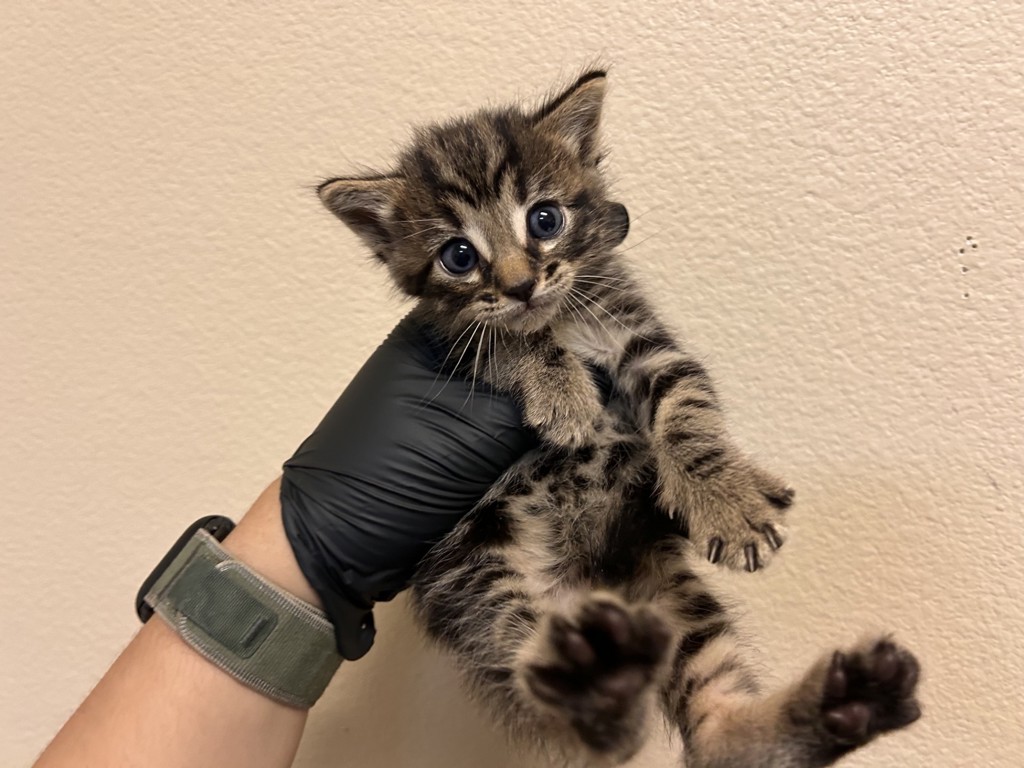 Shelter Stray Male Cat last seen Near Mira Costa Street, Oceanside, CA, 92056, Oceanside, CA 92058