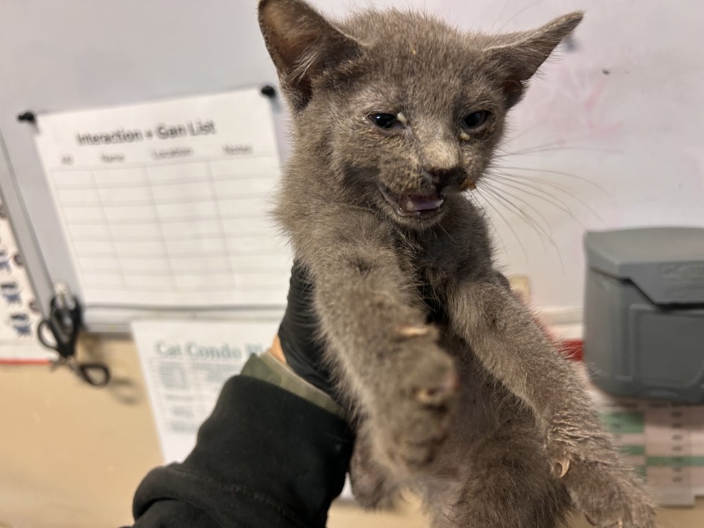 Shelter Stray Female Cat last seen Near Acateno Avenue, Vista, CA, 92084, Oceanside, CA 92058