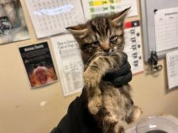 Shelter Stray Female Cat last seen Near Acateno Avenue, Vista, CA, 92084, Oceanside, CA 92058