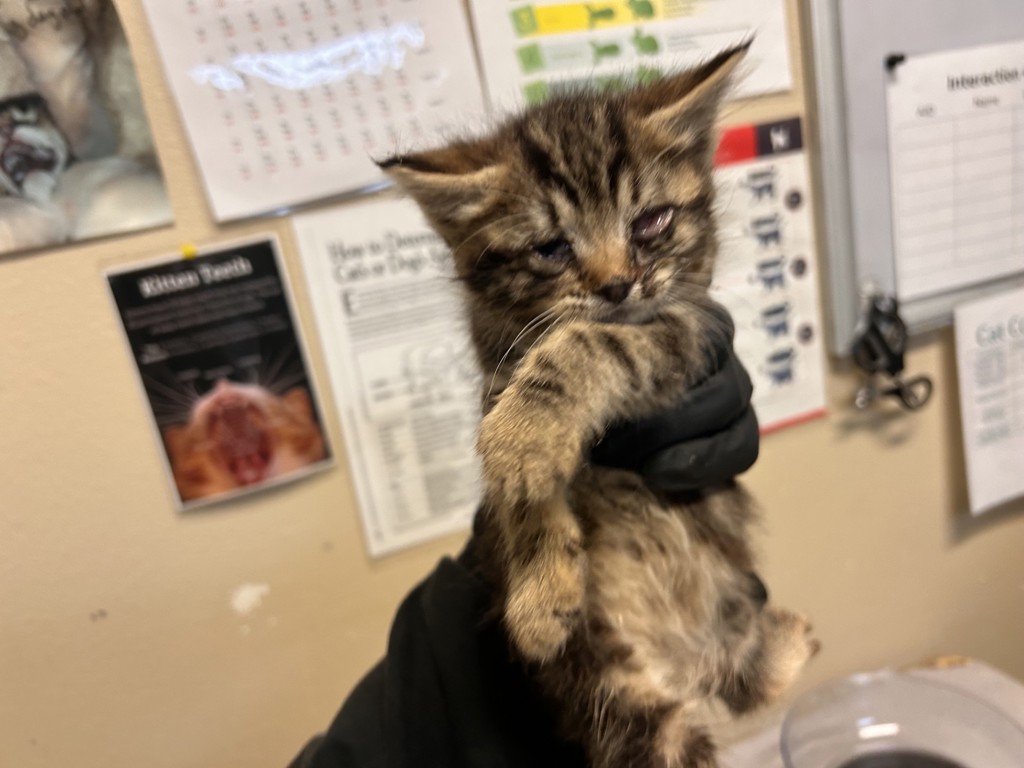 Shelter Stray Female Cat last seen Near Acateno Avenue, Vista, CA, 92084, Oceanside, CA 92058