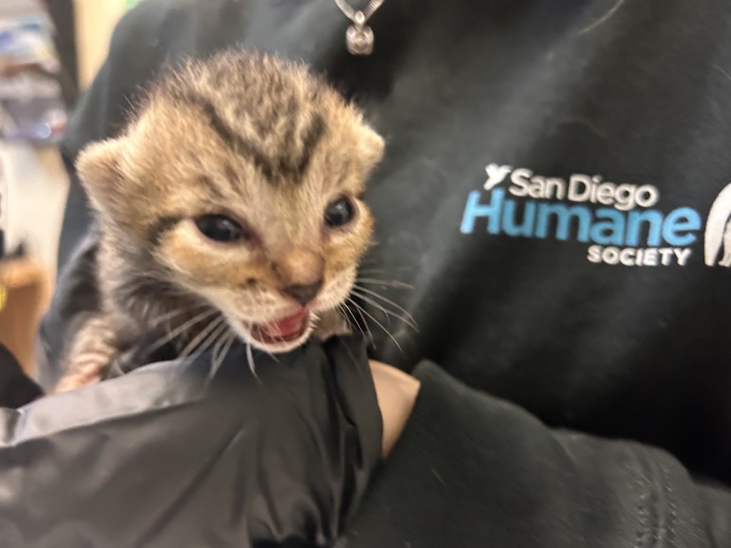 Shelter Stray Male Cat last seen Oak Drive, Vista, CA, 92084, Oceanside, CA 92058