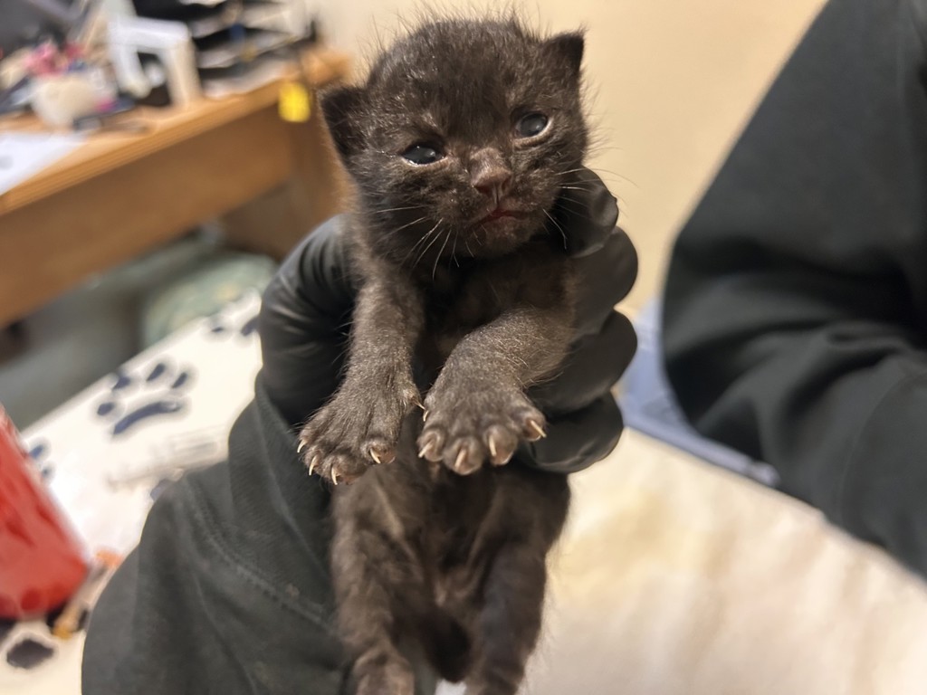 Shelter Stray Female Cat last seen Oak Drive, Vista, CA, 92084, Oceanside, CA 92058