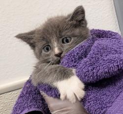 Shelter Stray Female Cat last seen Near Burbank Street, San Diego, CA, 92111, San Diego, CA 92110