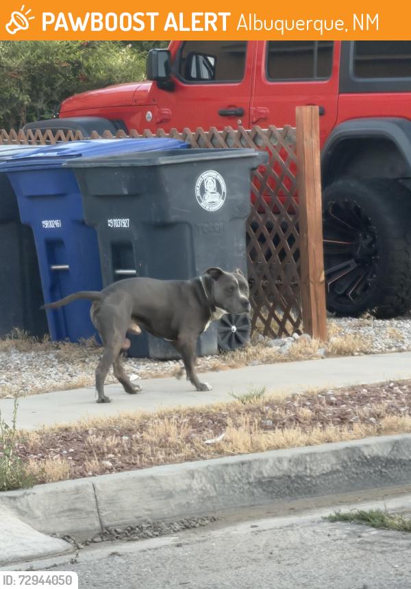 Found/Stray Unknown Dog last seen Mountain View park 1400 Seven Falls Pl SW Albuquerque, NM 87121 United States, Albuquerque, NM 87121
