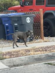 Found/Stray Unknown Dog last seen Mountain View park 1400 Seven Falls Pl SW Albuquerque, NM  87121 United States, Albuquerque, NM 87121