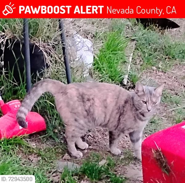 Lost Female Cat last seen Retrac, Nevada County, CA 95949