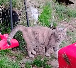 Lost Female Cat last seen Retrac, Nevada County, CA 95949