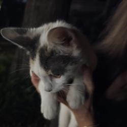 Found/Stray Unknown Cat last seen Close to seller park, Tulsa, OK 74135