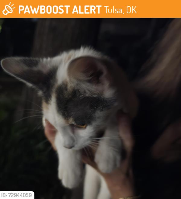 Found/Stray Unknown Cat last seen Close to seller park, Tulsa, OK 74135
