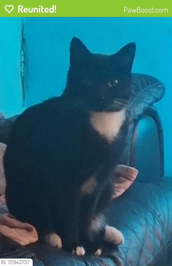 Reunited Male Cat last seen Wileman street fenton , Fenton, England ST4