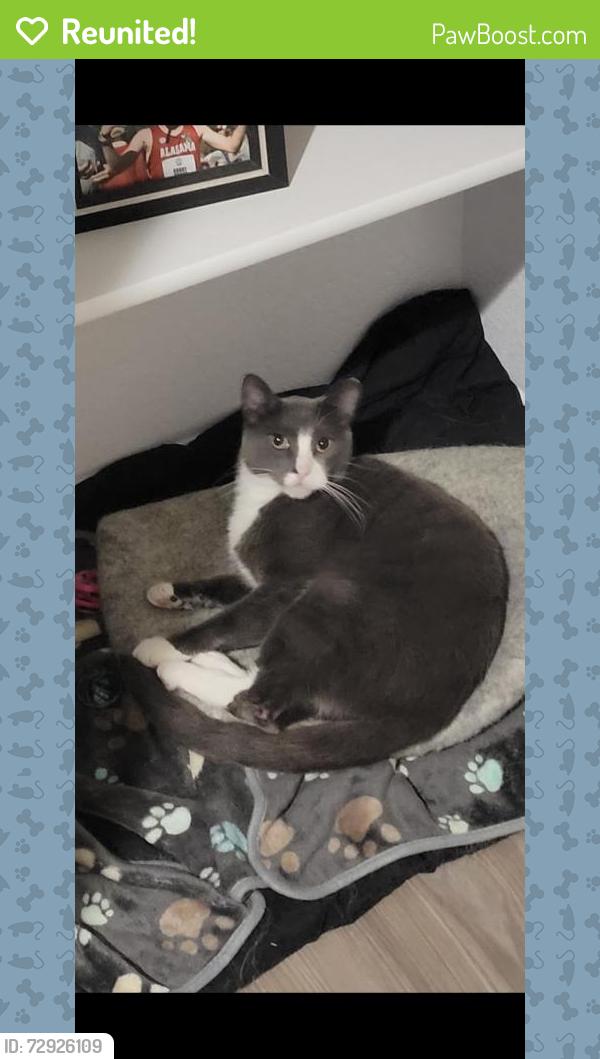 Reunited Male Cat last seen Near Wagon Spoke Wy, Georgetown, TX 78628, USA, Georgetown, TX 78628