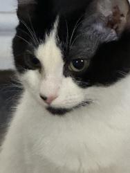 Lost Female Cat last seen 3rd St & Carol Ann Way, Phoenix, AZ 85022