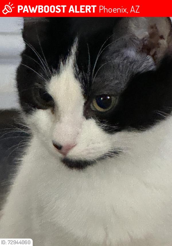Lost Female Cat last seen 3rd St & Carol Ann Way, Phoenix, AZ 85022