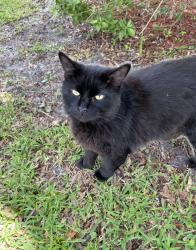 Lost Male Cat last seen S. Cherry and E. South St. Starke FL, Starke, FL 32091