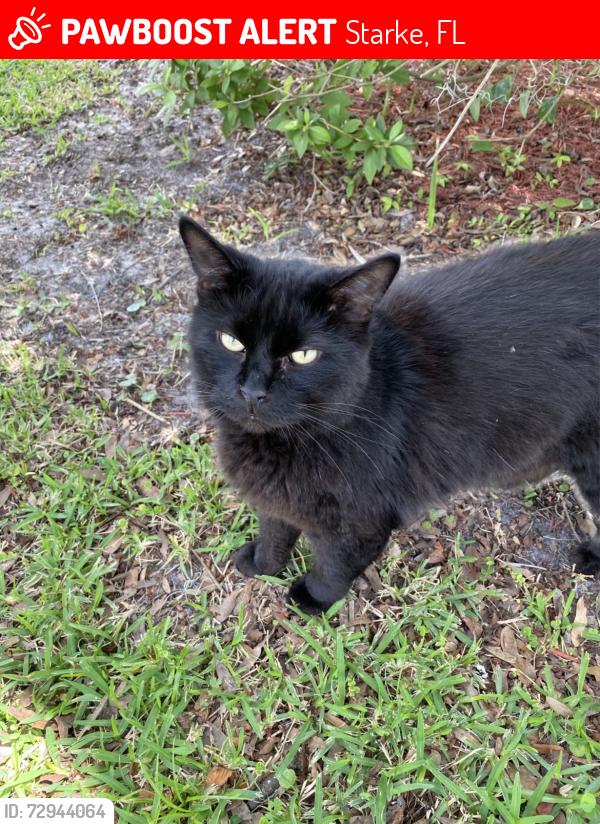 Lost Male Cat last seen S. Cherry and E. South St. Starke FL, Starke, FL 32091