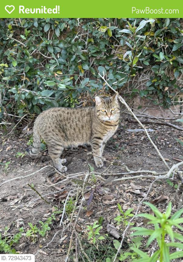 Reunited Male Cat last seen Chase Ave and Hardin Dr, El Cajon, CA 92020