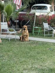 Reunited Unknown Dog last seen 5th st and Madison ave , Montebello, CA 90640