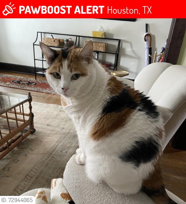 Lost Female Cat last seen O’Meara Dr. and Nenana Dr. , Houston, TX 77035
